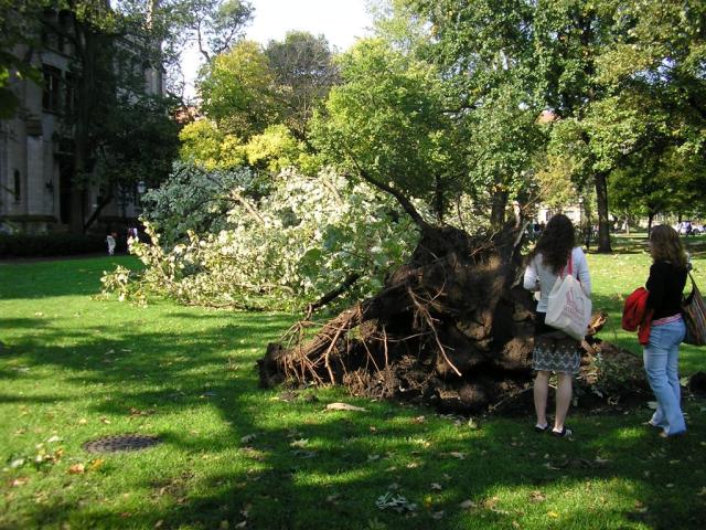 Its so depressing seeing these trees down!