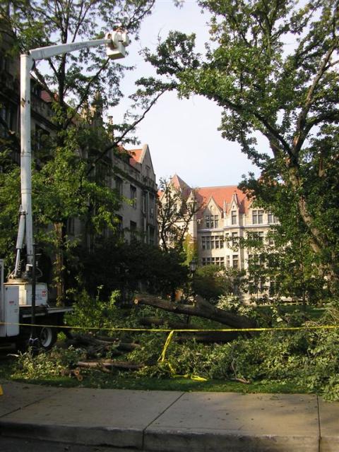 Working away to trim the other trees