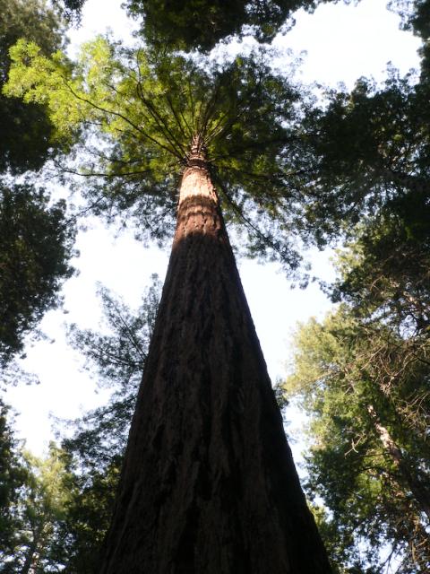 Muir Wood Redwood