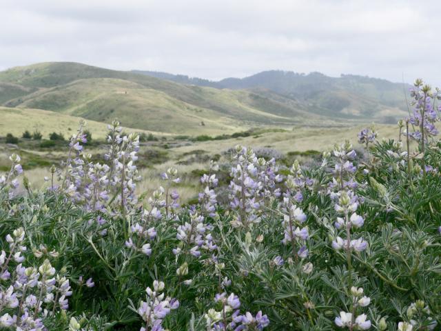 Lupines