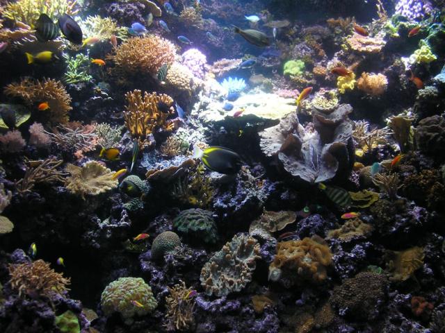 Nemo's in the top left corner...well not really..he's still in the jelly fish tank