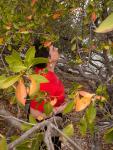 Anne geocaching on Sanibel