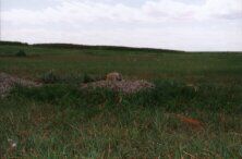 Mark's Prairie Dog Picture