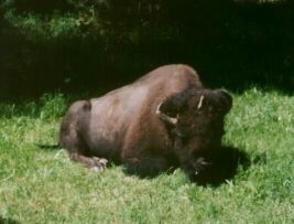 Streamside Bison